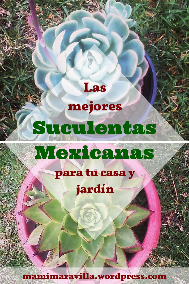 Las mejores suculentas mexicanas para tu casa y jardín | Fabi Maravilla